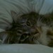 kittywars