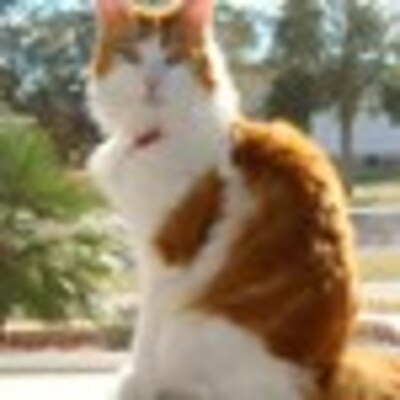 choochcat