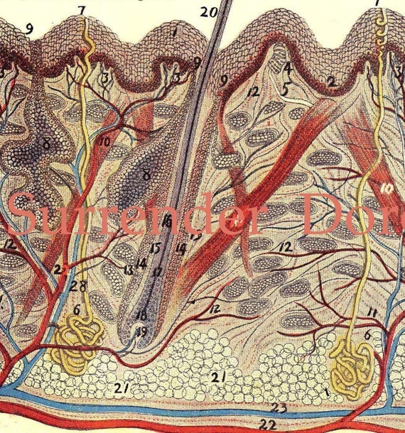 Dermatology Medical Chart Skin Human Anatomy by SurrenderDorothy