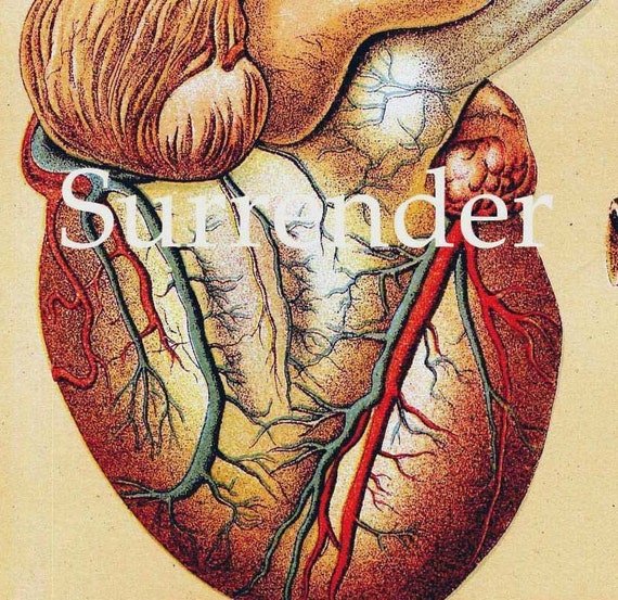 Human Anatomy Heart Liver Stomach Lung Vintage Medical