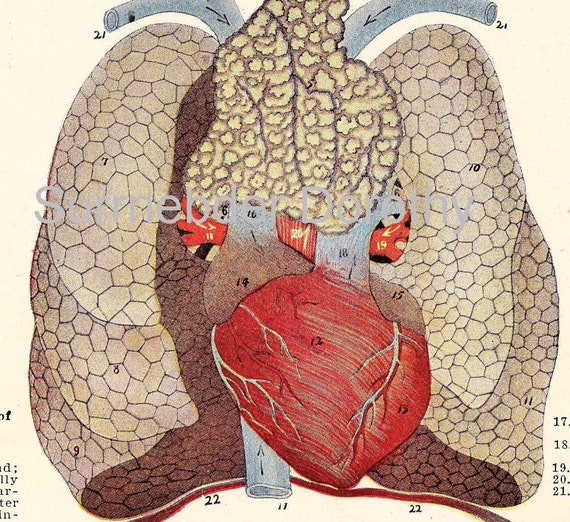 Human Anatomy Child's Heart & Lungs Vintage Lithograph Chart To Frame 1920s