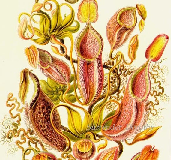 Pitcher Plant & Phaeodaria Haeckel Print by SurrenderDorothy