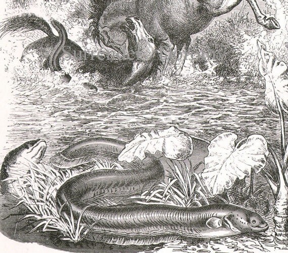 Electric Eels Zapping Wild Horses South America Vintage 1870s