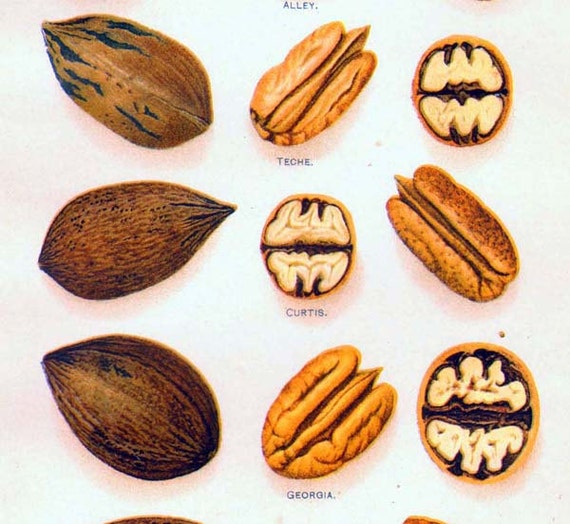 Pecan Nut Varieties 1906 USDA Antique Agriculture Botanical