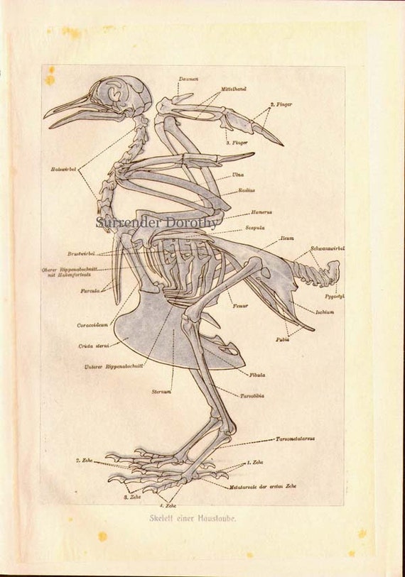 Bird Anatomy Skeleton Scientific Chart Vintage Ornithology