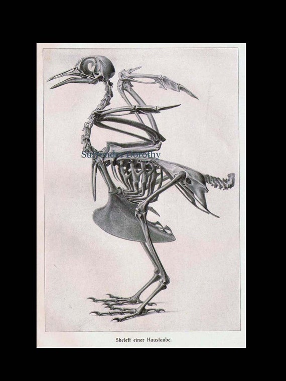 Bird Anatomy Skeleton Scientific Chart Vintage Ornithology