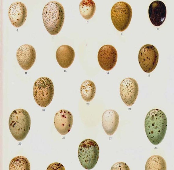 the lovely eggs wildlife