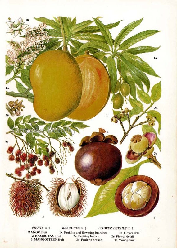 Mango Rambutan Mangosteen Tropical Fruit Chart by