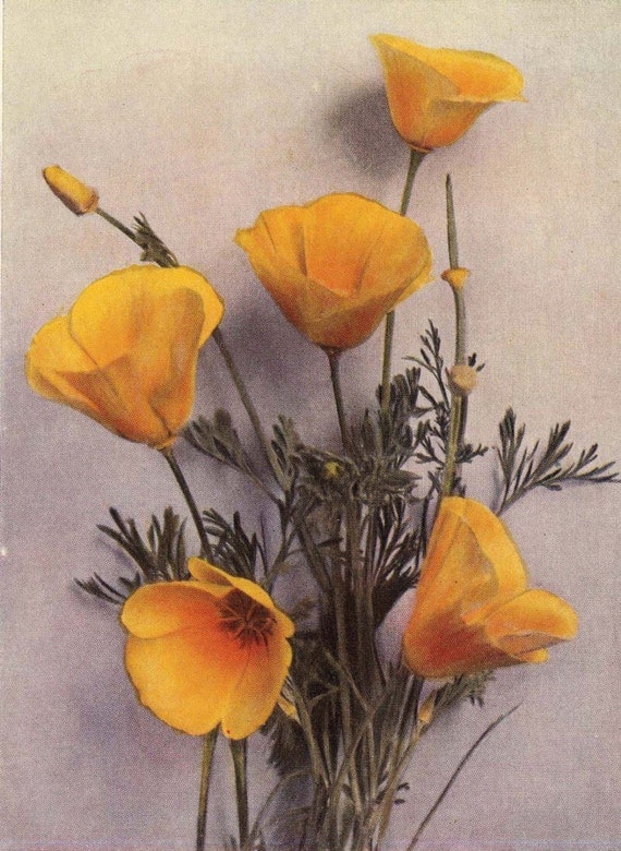 1929 California Poppy Botanical Illustration. A Delightful