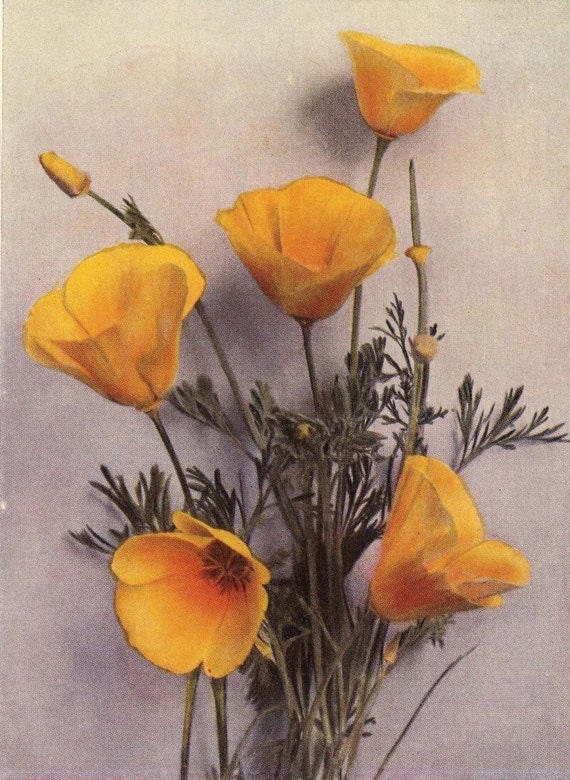 1929 California Poppy Botanical Illustration. A Delightful