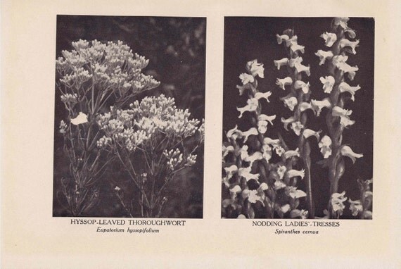 1929 California Poppy Botanical Illustration. A Delightful