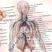 Circulatory System Human Anatomy Vintage Victorian 1887 Chromolithograph Illustration Medical Chart