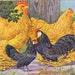 Chickens Buff Cochin Black Bantam by Hashime Murayama 1920s Poultry Livestock Lithograph Print