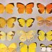 Terias Butterflies 1900 Edwardian Entomology Antique Natural History Rotogravure Art Illustration To Frame XXXVII