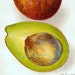 Family Avocado 1910 USDA Botanical Lithograph Department Of Agriculture Print To Frame