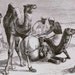 Dromedary Camel Africa Victorian Era Vintage 1870s Black & White Natural History Wild Animal Engraving To Frame