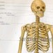 Skeletal & Circulatory Systems 1903 Human Anatomy Skeleton Chart Illustration Color PrintTo Frame