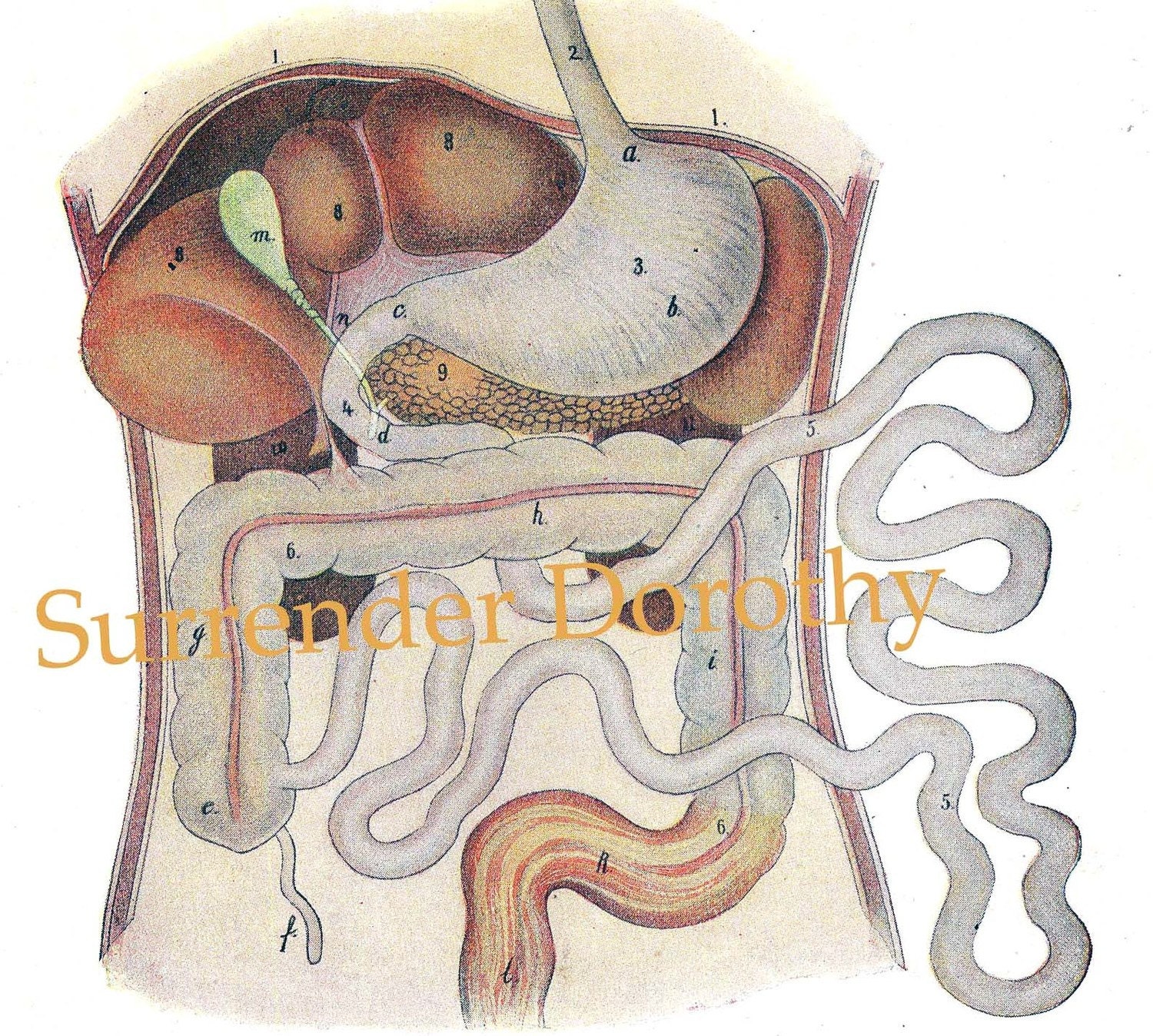 Human Anatomy Digestive System Original Vintage1920s