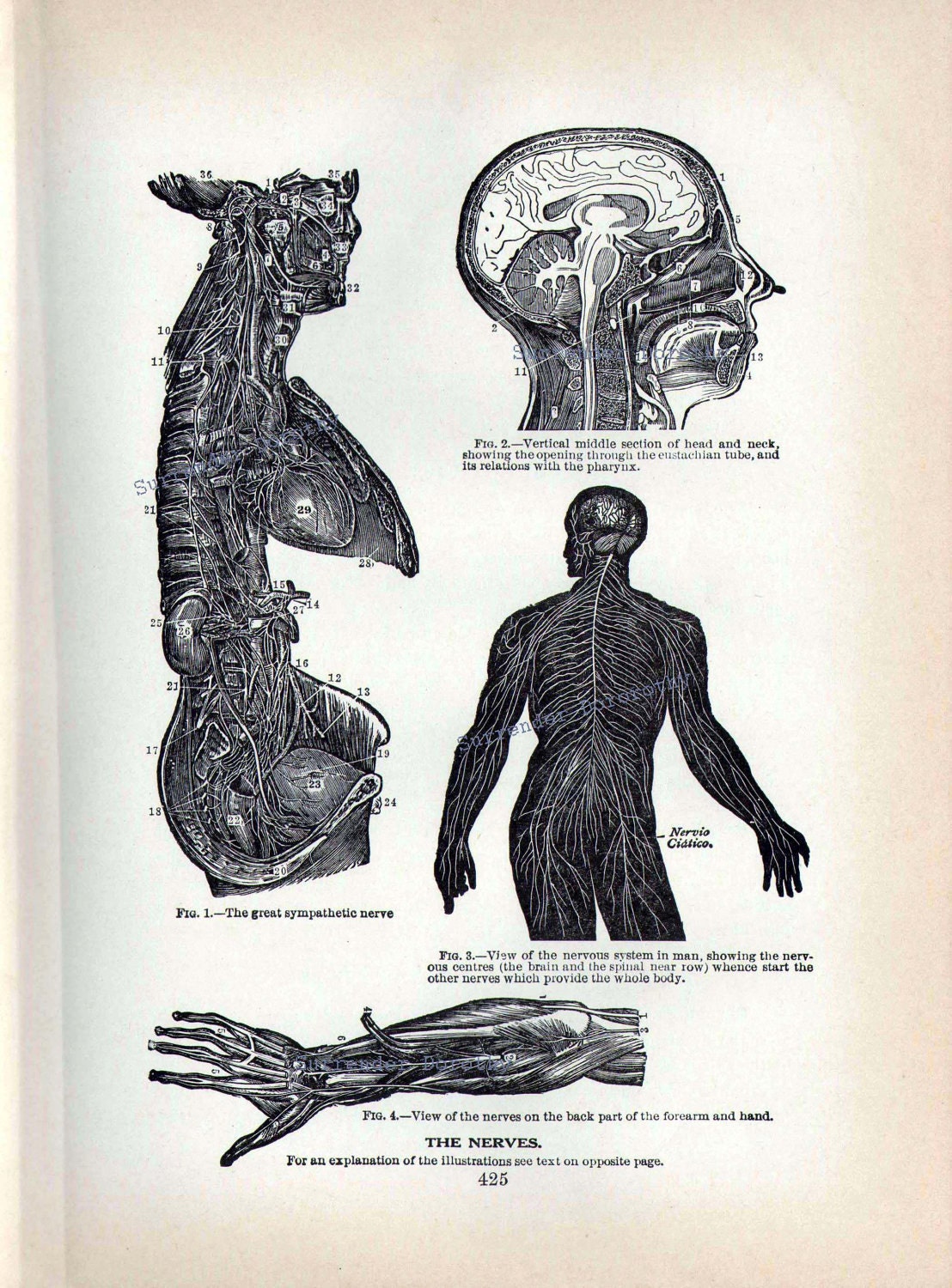 Human Anatomy Central Nervous System Vintage 1908 Edwardian