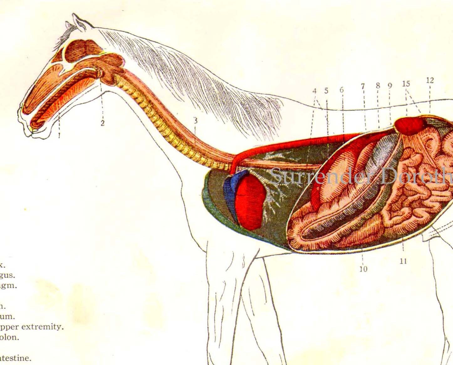 A+Horse's+Digestive+System Horse Anatomy Digestive System Veterinarian by SurrenderDorothy