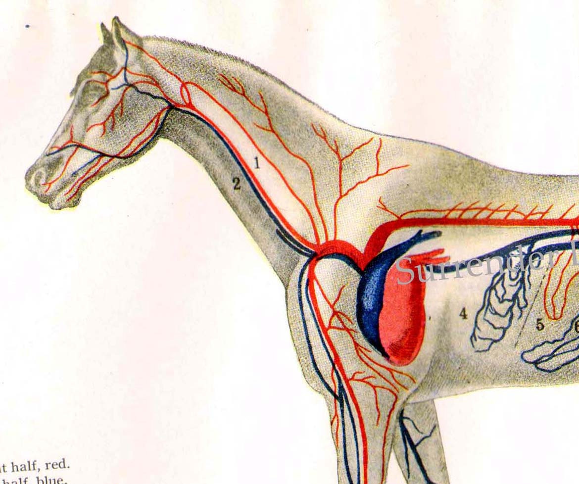 Horse's Heart Anatomy Circulatory System Veterinarian