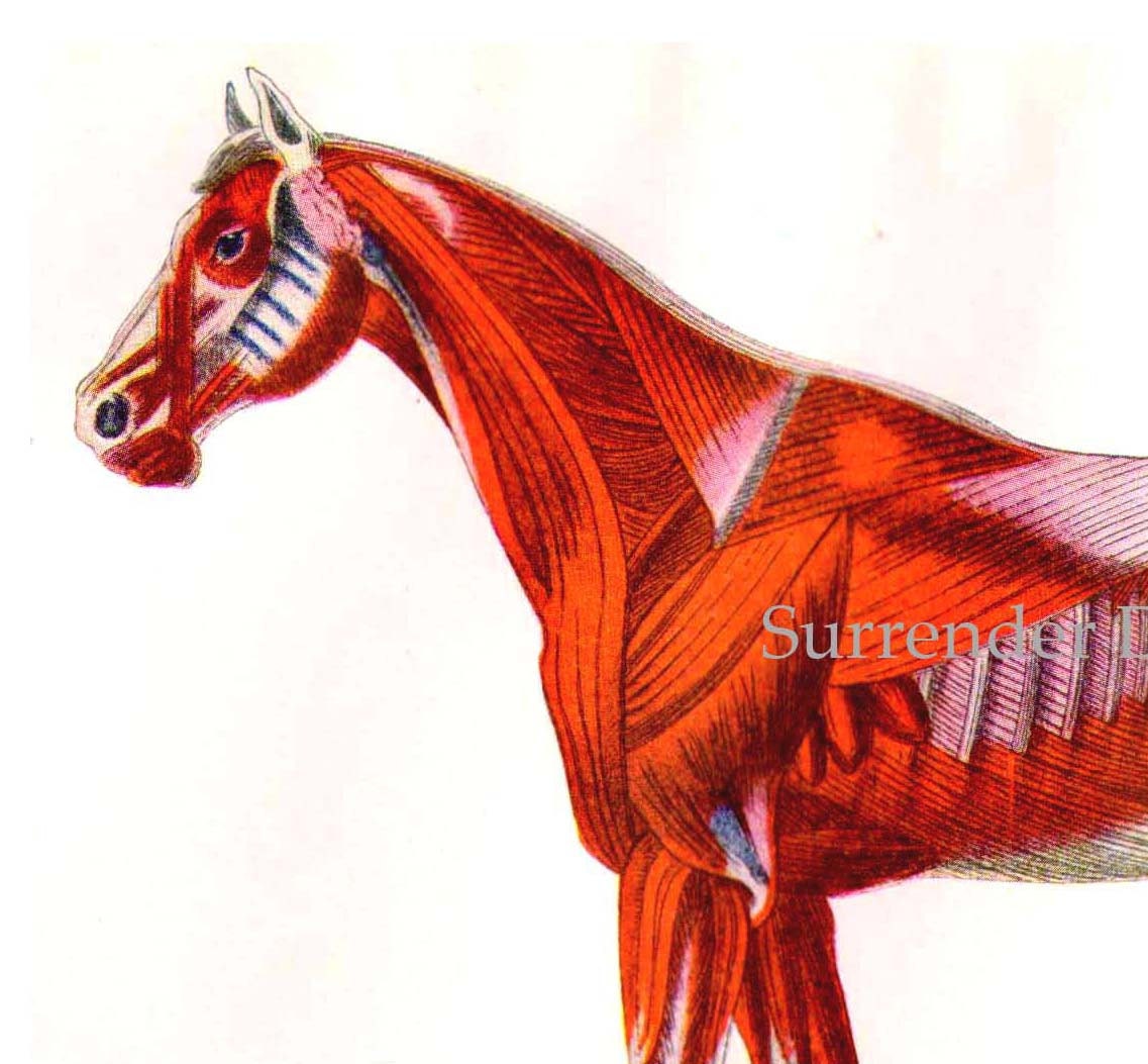 Horse Anatomy Muscular System Veterinarian Chart 1920s Color