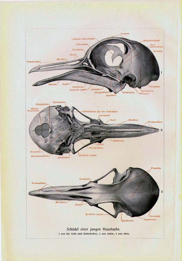 Bird Anatomy Skeleton Scientific Chart Vintage Ornithology