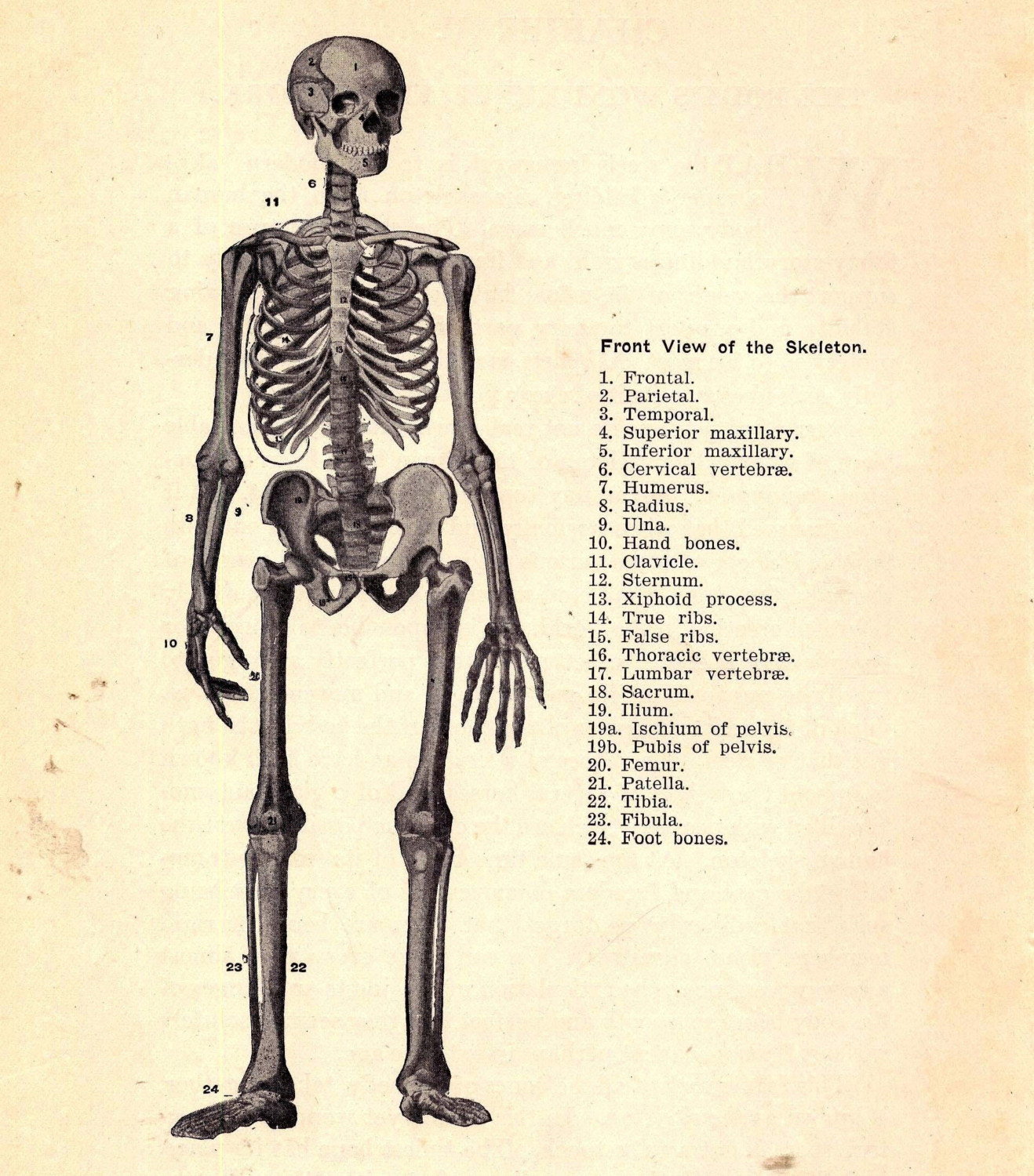 Скелет человека ниже пояса