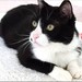 dantecat