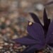 Ladybug downtown Grand Prairie - 8x10 Fine Art photograph - SALE