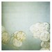 Lunaria Triptych - Signed Fine Art Photograph
