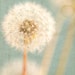 Januarys Daydreams- Original Signed Fine Art Photograph