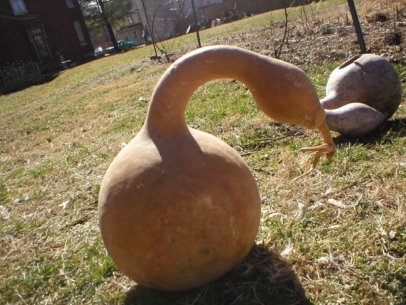 Speckled Swan gourd hards shelled gourds