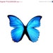 ON SALE Beautiful Blue Morpho Butterfly Pin Brooch from Hoolala