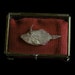 Curiosity - Fish Specimen