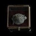 SALE Curiosity - Turtle Specimen