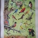 2 1946 Jacob Bates Abbott Posters Winter Birds and Summer Birds