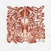 Giant Red Squid