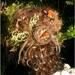 Bird's Nest Facinator on a barrette- IN STOCK