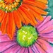 ACEO Hot Pink and Orange Gerber Daisies Painting, Original