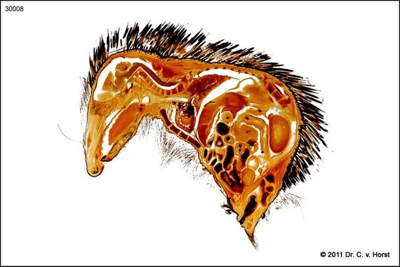 Hedgehog anatomy quill biological sheet plastination specimen