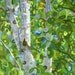 SALE - Summer Birches - Small Fine Art Mounted Print Green Trees Forest