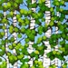 Summer Aspens FREE SHIPPING