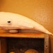 Plush Whale - White Felt