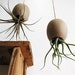 Hanging AirPlant Pod (tm) - Natural Moroccan Sand