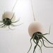 Hanging Air Plant Pod (tm) - natural buff colored stoneware