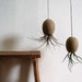 Hanging AirPlant Pod (tm) - Natural Moroccan Sand
