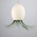 Hanging Air Plant Pod (tm) - natural buff colored stoneware