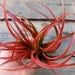 Tillandsia Air plant - Abdita