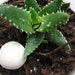 Small Terrarium Kit - Vintage Glass Mushroom